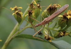 Zelus cervicalis