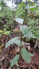 Asclepias auriculata
