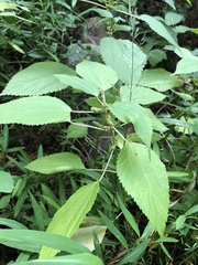 Boehmeria cylindrica