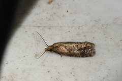 Phtheochroa