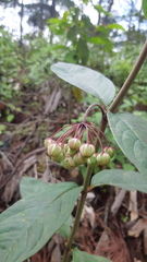 Asclepias auriculata