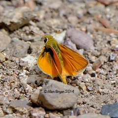 Copaeodes aurantiaca