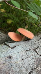 Rhodotus palmatus