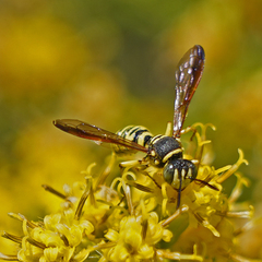 Eucerceris provancheri