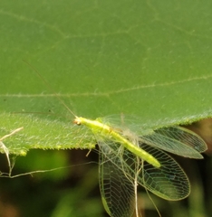 Chrysoperla rufilabris