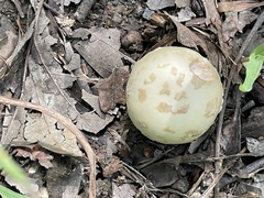 Amanita
