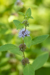 Mentha canadensis