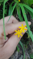 Hypoxis