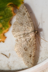 Melanolophia