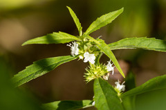 Lycopus americanus