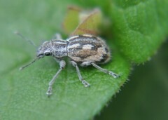 Pantomorus albosignatus