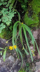 Hypoxis