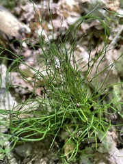 Equisetum scirpoides