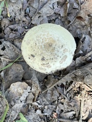 Amanita
