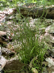 Equisetum scirpoides