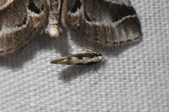 Agnippe prunifoliella