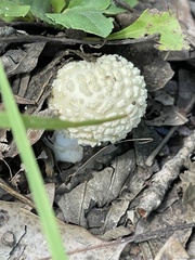 Amanita