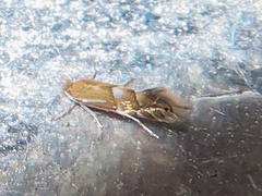 Phyllonorycter maestingella