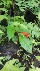 Achimenes heterophylla