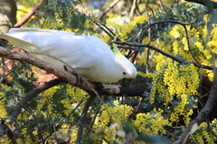 Cacatua galerita