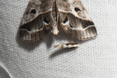 Agnippe prunifoliella