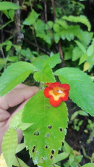 Achimenes heterophylla