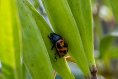 Labidomera clivicollis