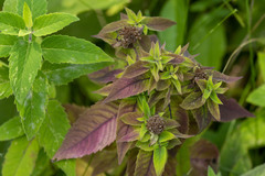 Monarda fistulosa