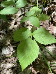 Rubus flagellaris