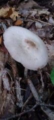 Agaricus sylvicola