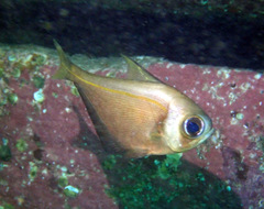 Pempheris compressa