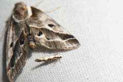 Agnippe prunifoliella