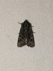 Lacinipolia olivacea