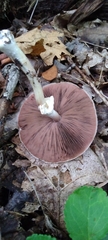Agaricus sylvicola
