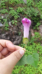 Ipomoea laeta