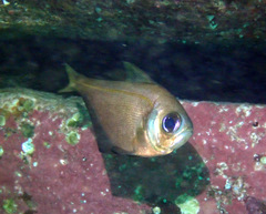 Pempheris compressa