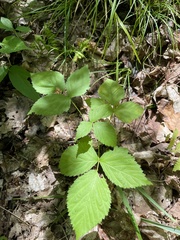 Rubus flagellaris