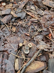Nidulariaceae