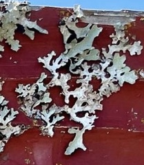Hypogymnia physodes