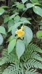 Achimenes heterophylla