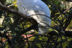 Cacatua galerita