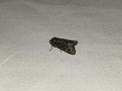 Lacinipolia olivacea