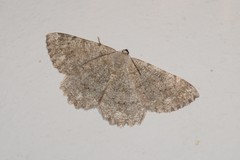 Dicrognophos sartata