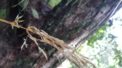 Poaceae