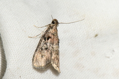 Pococera asperatella