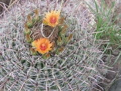 Ferocactus wislizeni