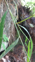 Poaceae
