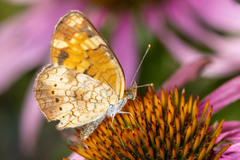 Phyciodes cocyta