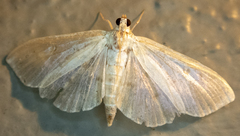 Herpetogramma aquilonalis