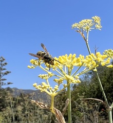 Vespula pensylvanica